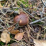 Brzozowe Zacisze * Sulerzyz