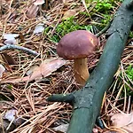 Nyaraló Brzozowe Zacisze