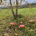 Brzozowe Zacisze בית נופש
