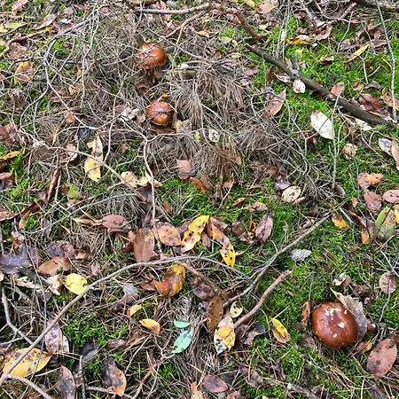 Brzozowe Zacisze * Sulerzyz