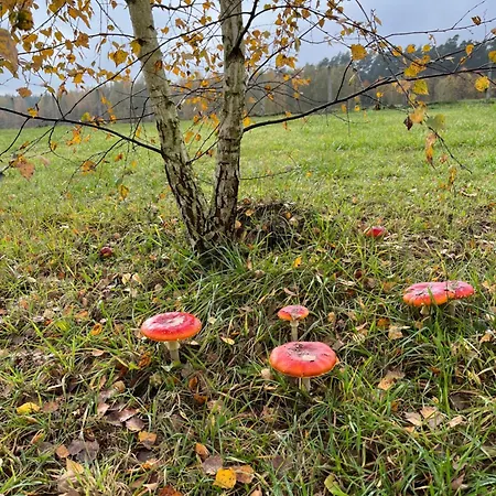 Brzozowe Zacisze Casa de Férias
